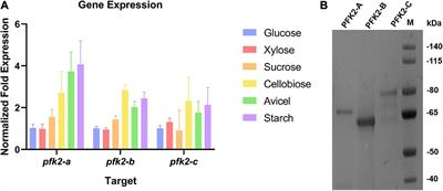 PFK2/FBPase-2 is a potential target for metabolic engineering in the filamentous fungus Myceliophthora thermophila